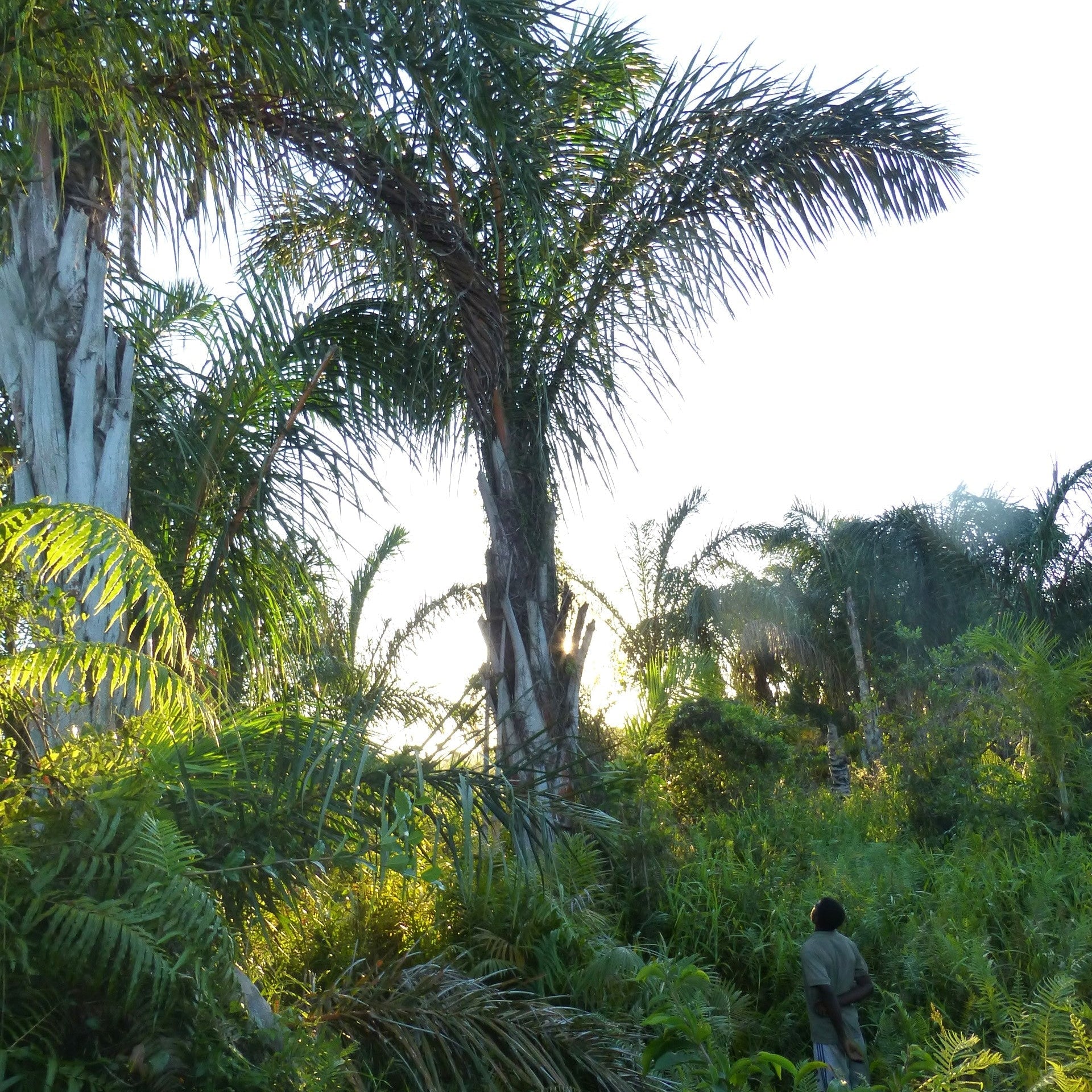 Fabrication d'articles en raphia naturel